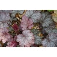 thumbnail image 6 of Seedville 50 Palace Purple Heuchera Flower Seeds, Shade or Sun, Coral Bells, 6 of 6