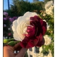 thumbnail image 5 of 30+ Seeds| Zampa Dust Rose Perennial Flower Rose - Authentic Seeds - Perennial~GMO Free~~Flower seeds ~ Asian Garden~ B5G1#1064, 5 of 5