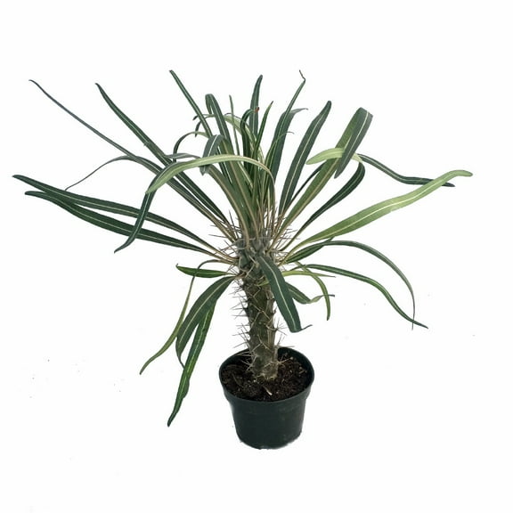 Madagascar Palm - Pachypodium Lamerei - Exotic & Easy! - 4" Pot