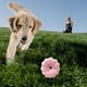 thumbnail image 4 of Juguete Para Perros Y Gatos De Peluche Con Sonido Vocal, Resistente A Los Mordiscos, Con Forma De Donut Y Dibujos Animados, 4 of 4
