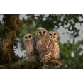 thumbnail image 2 of Williams, Joanne 32x23 Black Ornate Wood Framed with Double Matting Museum Art Print Titled - Florida, Viera Wetlands Barred owls in tree, 2 of 4