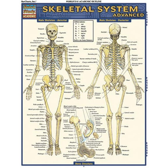 Skeletal System - Advanced Quickstudy Easel