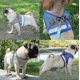 thumbnail image 4 of 26-27 Cat Harness, Cat Harness Escape Proof, 4 of 5