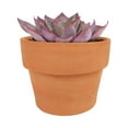 thumbnail image 5 of Echeveria Afterglow (4"+ Plastic Pot) - Tiny, Lovely, Easy to Care Rosette Succulents - Live Succulents for Home Indoor Place, 5 of 6