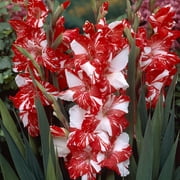Van Zyverden Gladiolus Large Flowering Zizanie Set of 12 Bulbs Multicolor Partial Sun Perennial Flowers For Cutting 1 lb