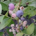thumbnail image 6 of Titan Blueberry Bush Live Fruit Plant, 1 Gallon Potted, Deciduous-Liner, 6 of 6