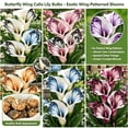 thumbnail image 2 of Calla Lily Bulbs,Low Maintenance - Easy Grow - Ideal For Beds Borders, Plant Pots & Planters, 2 of 5