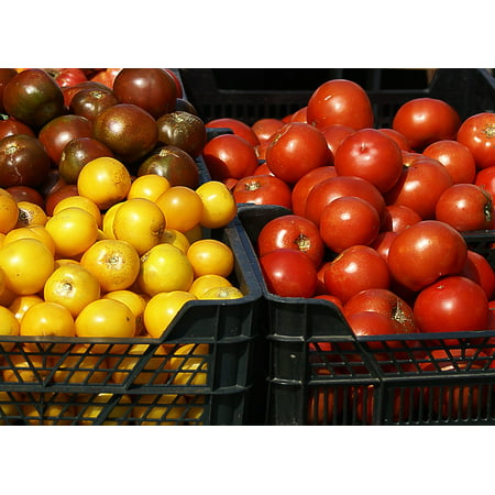 LAMINATED POSTER Red Colorful Yellow Fruit Variety Brown Tomatoes Poster Print 24 x
