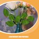 thumbnail image 2 of GOOHOCHY 40 hojas de rosas artificiales a granel, hojas de rosas falsas para ramos de boda, centros de mesa, decoraciones de fiesta, guirnaldas de rosas, suministros verdes., 2 of 8
