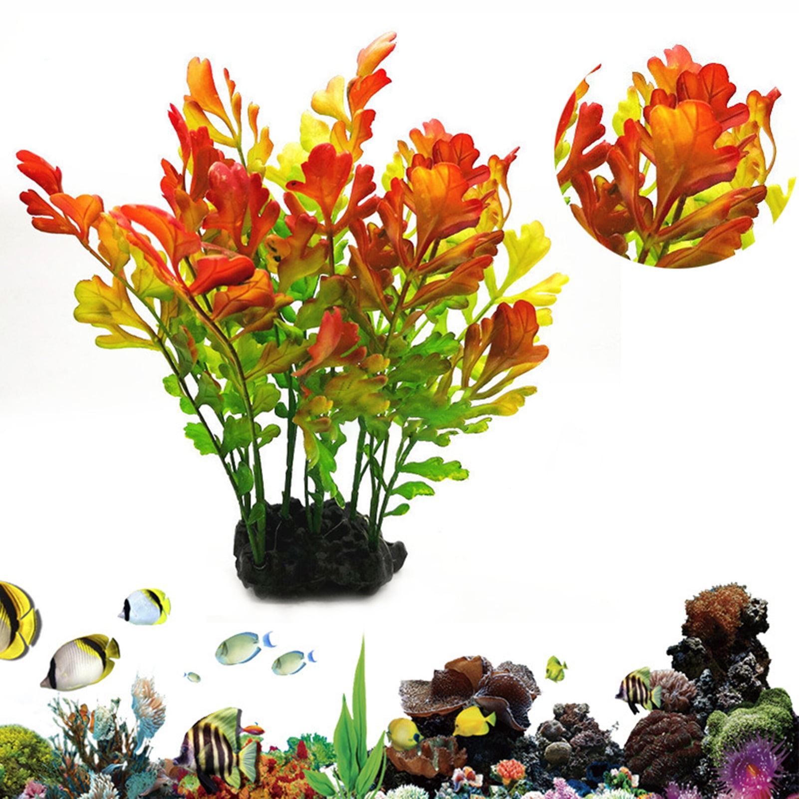 monstera plant in aquarium