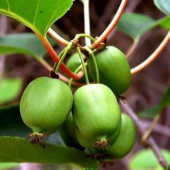 Issai Kiwi Vine - Hardy - Self Fruitful Female Variety - 2.5" Pot