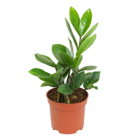ELEMENT BY ALTMAN PLANTS 3.5" ZZ Plant Zamioculcas Zamiifolia, ZZ Plants Live House Plants Indoors Live House Plants Indoors, Indoor Plants Live, Real Live Plants Indoor Plants Live Houseplants