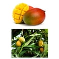 thumbnail image 4 of 1 Mango Concentrated Air Freshener Spray Odor Eliminator Car Home Smoke Remover, 4 of 4
