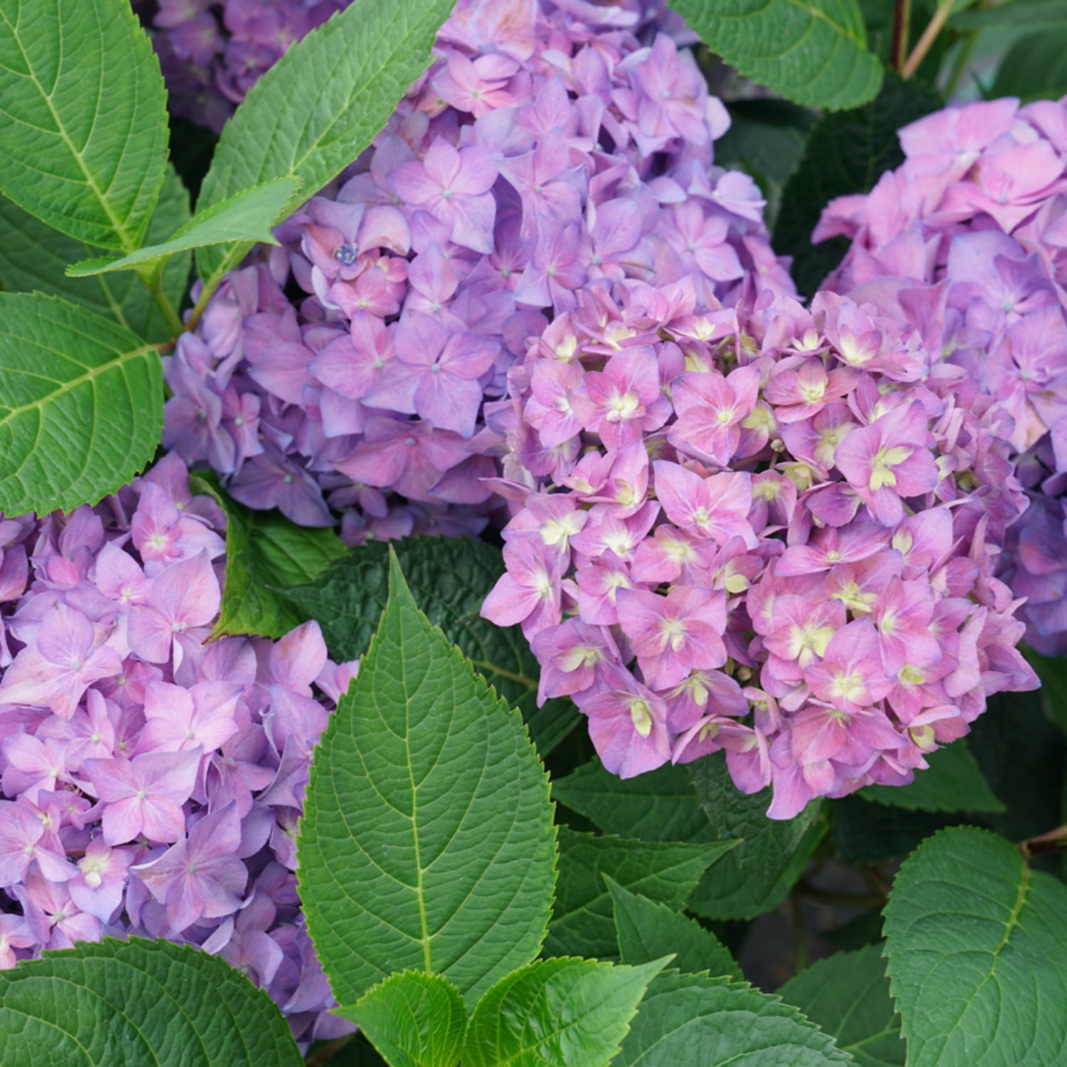 Proven Winners ColorChoice 5" Multicolor Let's Dance Arriba! Reblooming Hydrangea Live Plant in 4.5" Pot (4 Count)