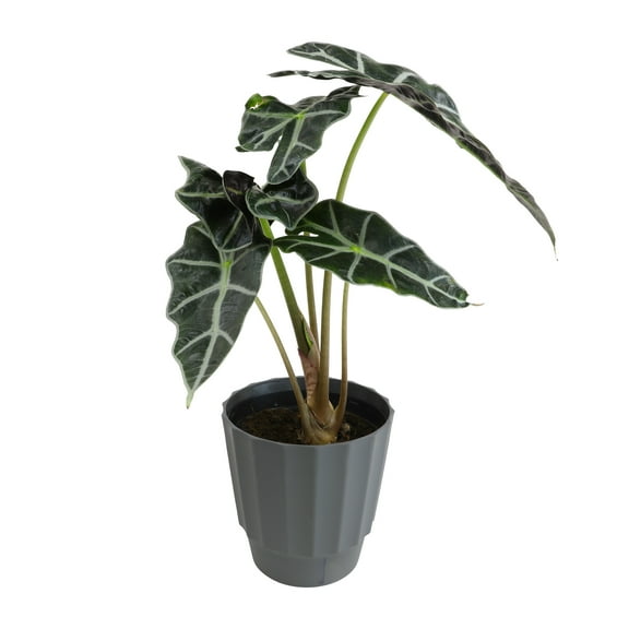 Element by Altman Plants 6in Alocasia Plant in H20 Self Watering Pot