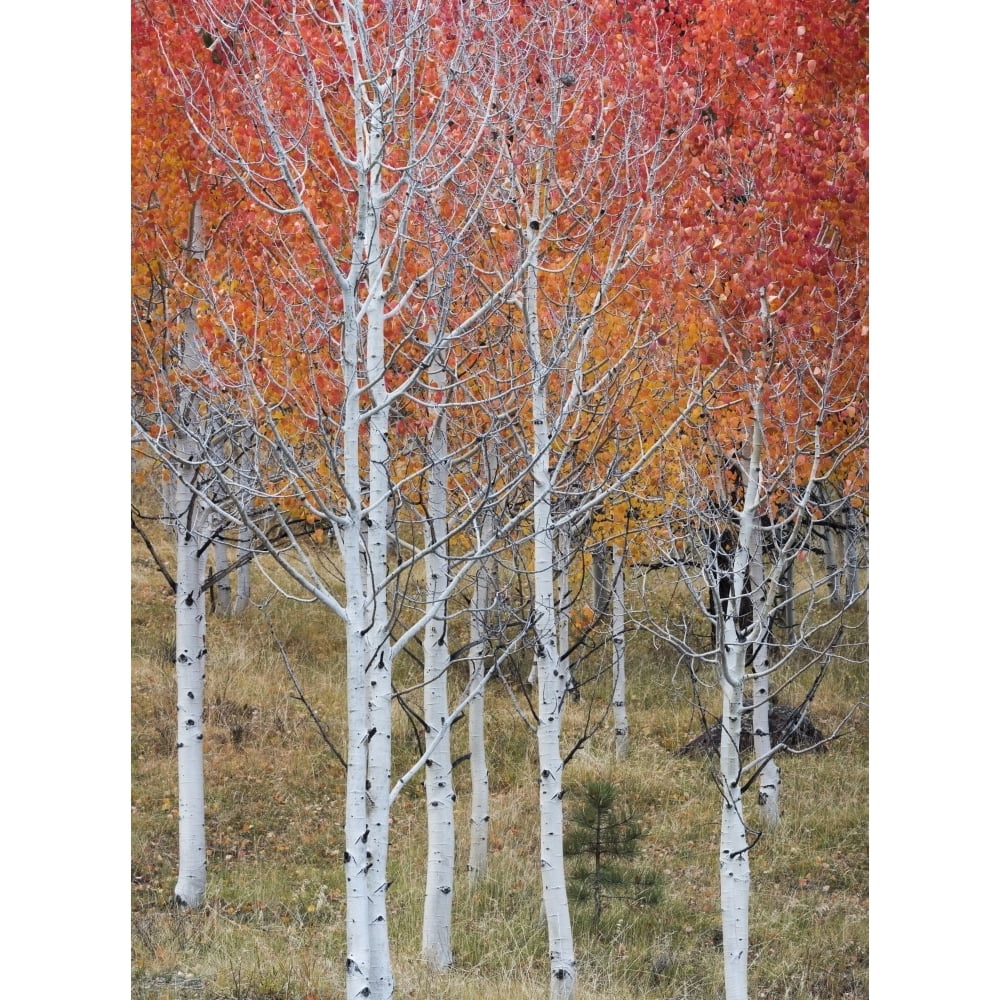 Autumn quaking Aspen trees, Boulder Mountain, Utah, USA Poster Print