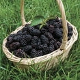 thumbnail image 3 of Direct Gardening Heaven Can Wait Blackberry Bush Deciduous Dormant Bare Root Fruit Bearing Starter Plant, 3 of 5