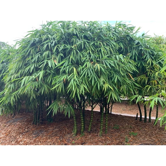 50 Dwarf Buddha Belly Bamboo Seeds Privacy Plant Garden Shade Exotic Screen 422 US SELLER