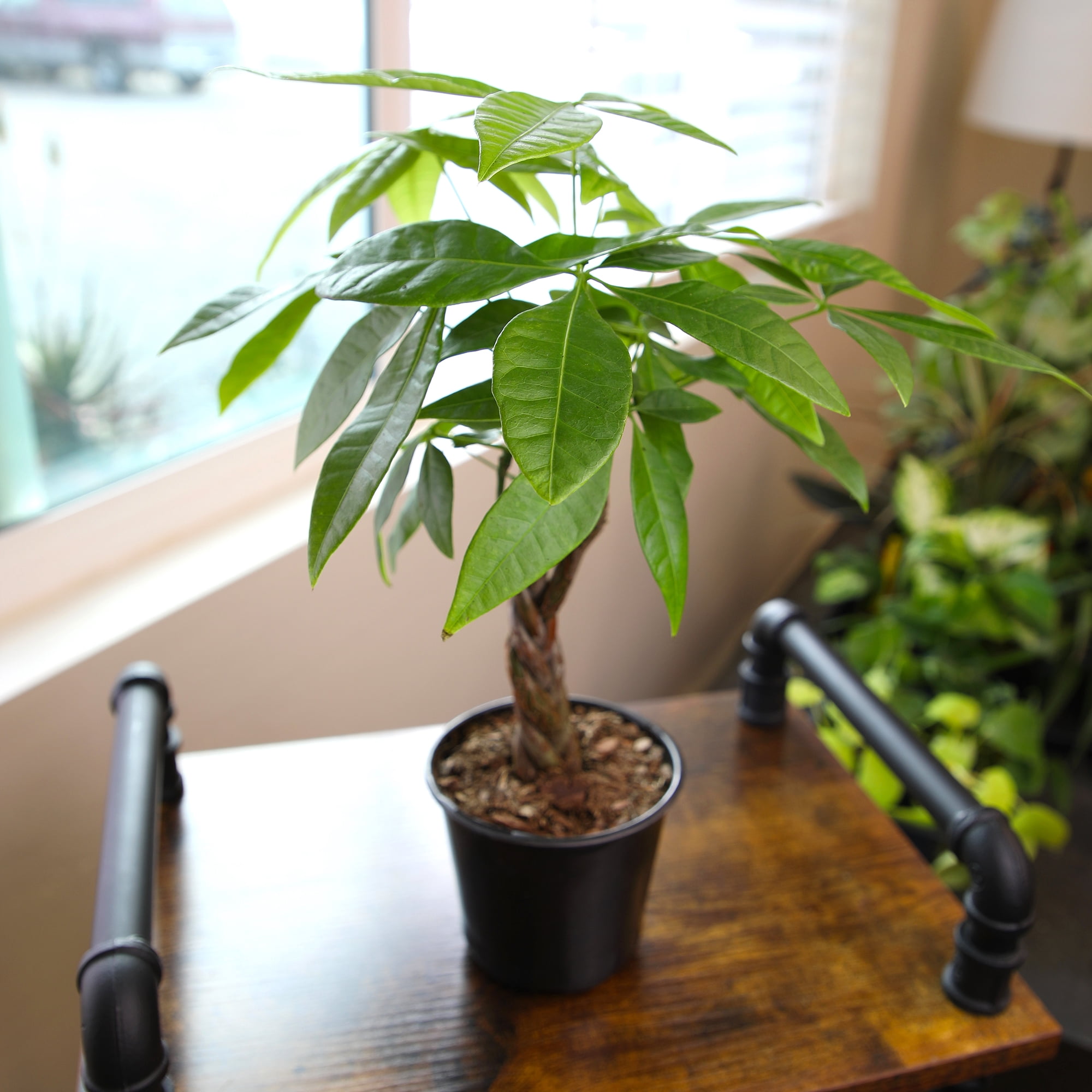 Money Tree, Pachira | Easy & Pet Friendly | 4.25" Grow Pot | Partial Sun | Element by Altman Plants