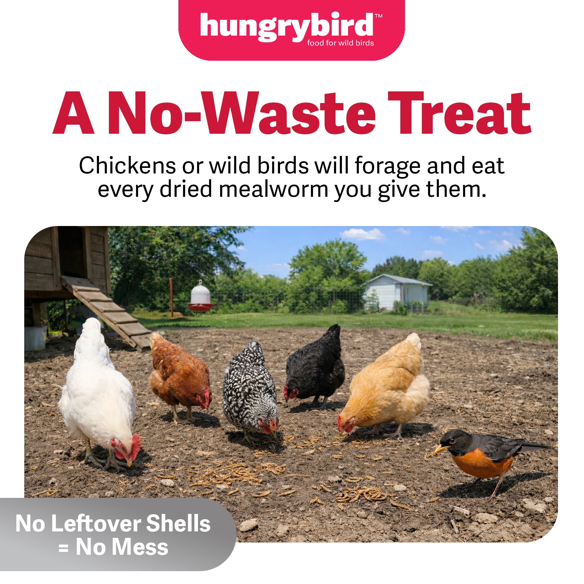 Hungrybird Dried Mealworms, 11lbs – High Protein Poultry Treats for All Wild Birds and Chicken Flocks