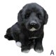 thumbnail image 2 of Realistic Black Dog Puppy Pet Plush Simulation Stuffed Animal Cuddly Doll T oy, 2 of 5