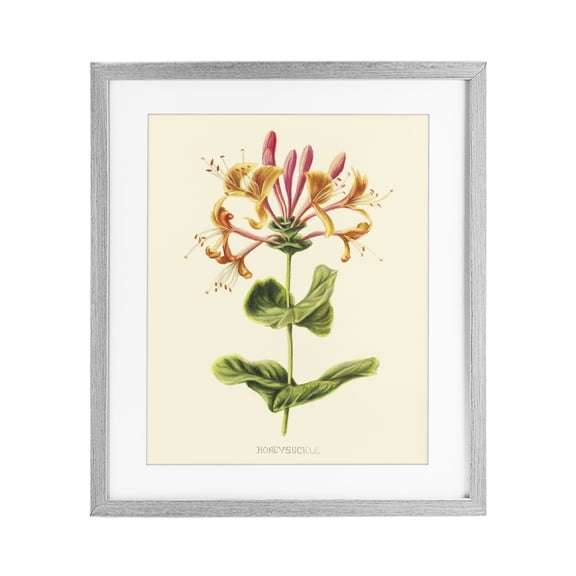 Stupell Industries Cottage Honeysuckle Vintage Illustration Gray Framed Print Under Glass, 13 x 16, by Connie Resch