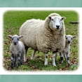 thumbnail image 3 of CafePress - Sheep 9R12D 35 Women's Comfort Colors® T Shirt - Womens Comfort Colors® Shirt, 3 of 4