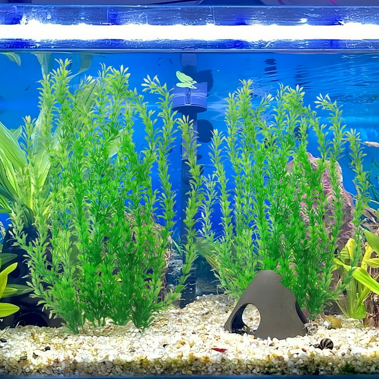 buy planting flowers online 10 Water Garden Plants, Aquatic, Fast Growing, Zones 3-9 main image 1
