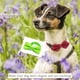 thumbnail image 4 of Accesorios para lazos de cuello, lazo de cuello deslizante, adecuado para perros pequeños y medianos, cumpleaños de perros, gatos y niños, 4 of 5