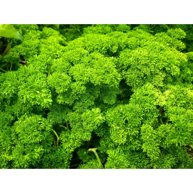 1500 TRIPLE CURLED PARSLEY Petroselinum Hortensis Herb Vegetable Seeds