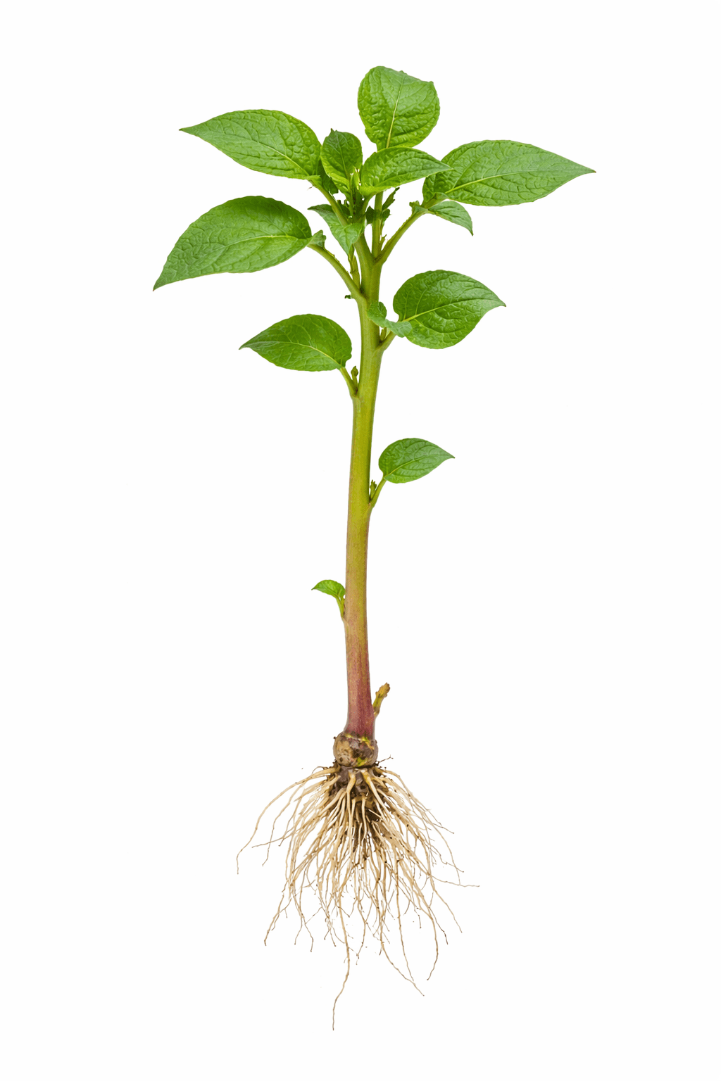 Japanese Sweet Potato Slips for Planting - Yellow Murasaki Sweet Potato Slips - Grow Your Own Sweet Potatos (20 Slips)