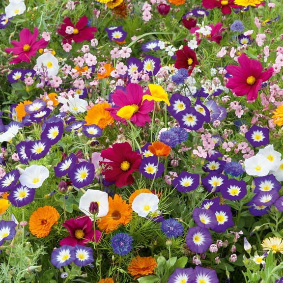Purple Wildflower Mix - 200 Seeds - Stunning Purple Blend of Wildflowers