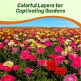 thumbnail image 7 of Outsidepride Ranunculus Magic - 40 Seeds, 7 of 7