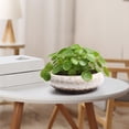 thumbnail image 4 of Dtchengua 7 Inch Ceramic Bonsai Pots with Drainage Hole, Shallow Planter for Indoor Outdoor, Round Planter, Cactus Pot, Office Decor for Plant Lovers,White, 4 of 6