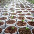 thumbnail image 1 of Macetas para plantas de interior Bolsa de cultivo de tela no tejida Bolsas de siembra de tela (M) Likrtyny Para estrenar, 1 of 2