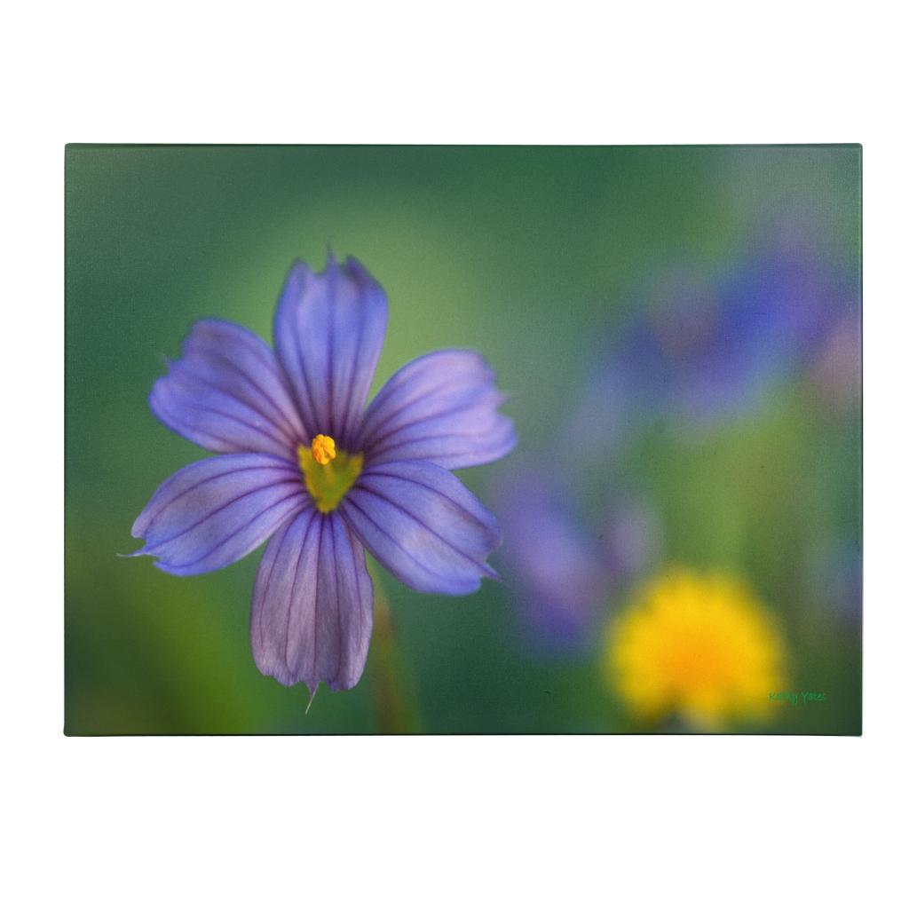 Trademark Fine Art 'Blue Eyed Grass' Canvas Art by Kathy Yates