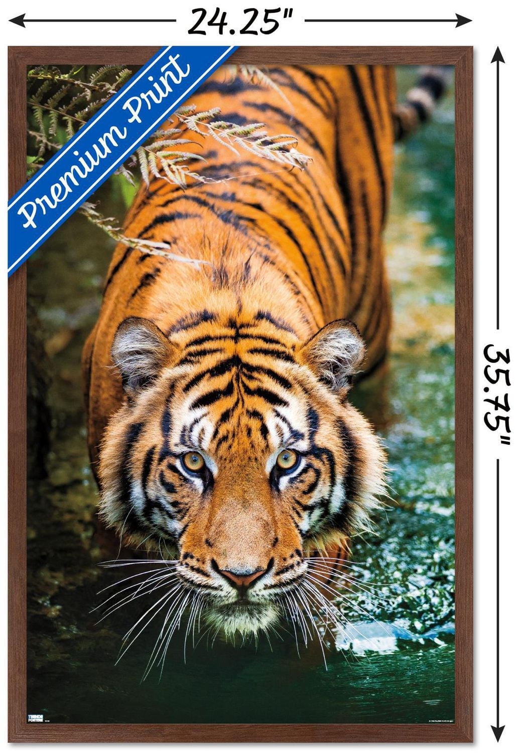 Tiger - Water Wall Poster, 22.375" x 34" Framed