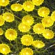 thumbnail image 4 of Luces De Girasol 3 Metros 30Led Luces De Cadena De Flores Luz De Hadas Alimentada Por Batería Para Navidad Boda Fiesta Jardín Decoración De Vacaciones Inevent HA038679-00, 4 of 6