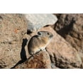 thumbnail image 2 of Frank, Jacob W. 24x17 White Modern Wood Framed Museum Art Print Titled - Pika, Ochotona princeps, Yellowstone National Park, 2 of 4