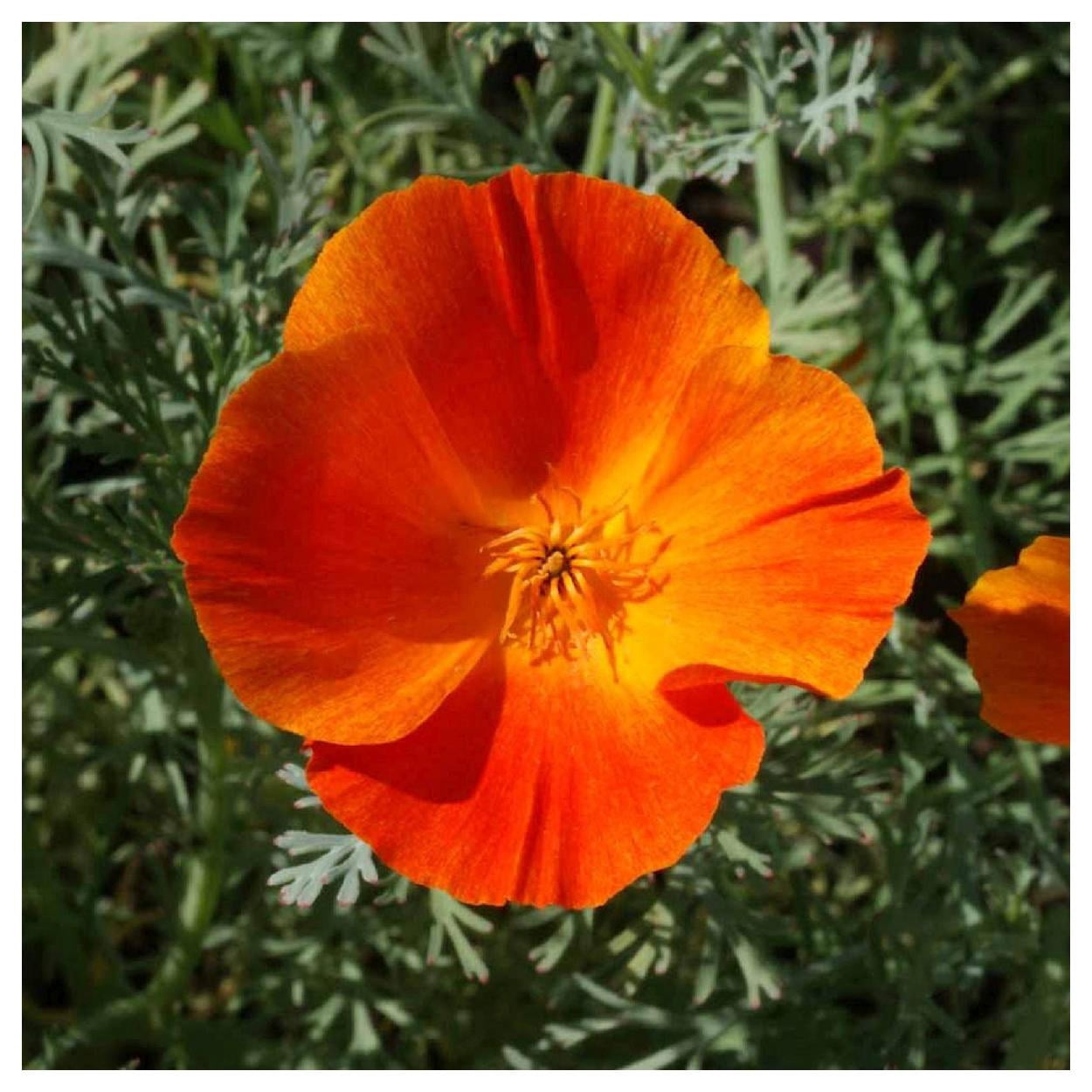Everwilde Farms - 1/4 lb Mikado California Poppy Garden Flower Seeds - Gold Vault Bulk Seed Packet