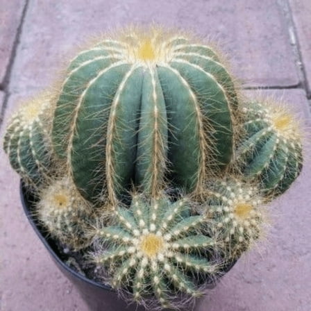 Balloon Cactus, Parodia Magnifica, Live Plant in 4" pot
