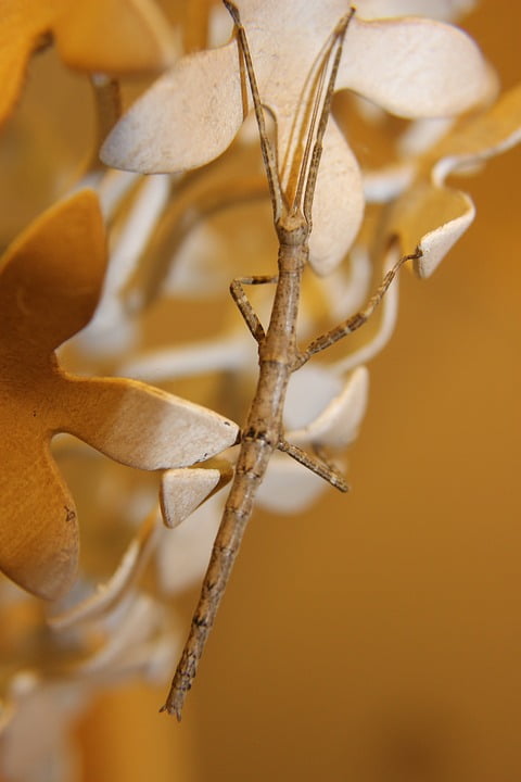 Walking Stick Camouflage Insect Texas Bug Wildlife-12 Inch BY 18 Inch