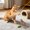 A, variant on Chirping Bird Cat Toy Hanging Feather Teaser Stick Interactive Play for Indoor Cats