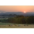 thumbnail image 2 of Zuckerman, Jim 32x23 Gold Ornate Wood Framed with Double Matting Museum Art Print Titled - France, Provence region Horses graze at sunrise, 2 of 4