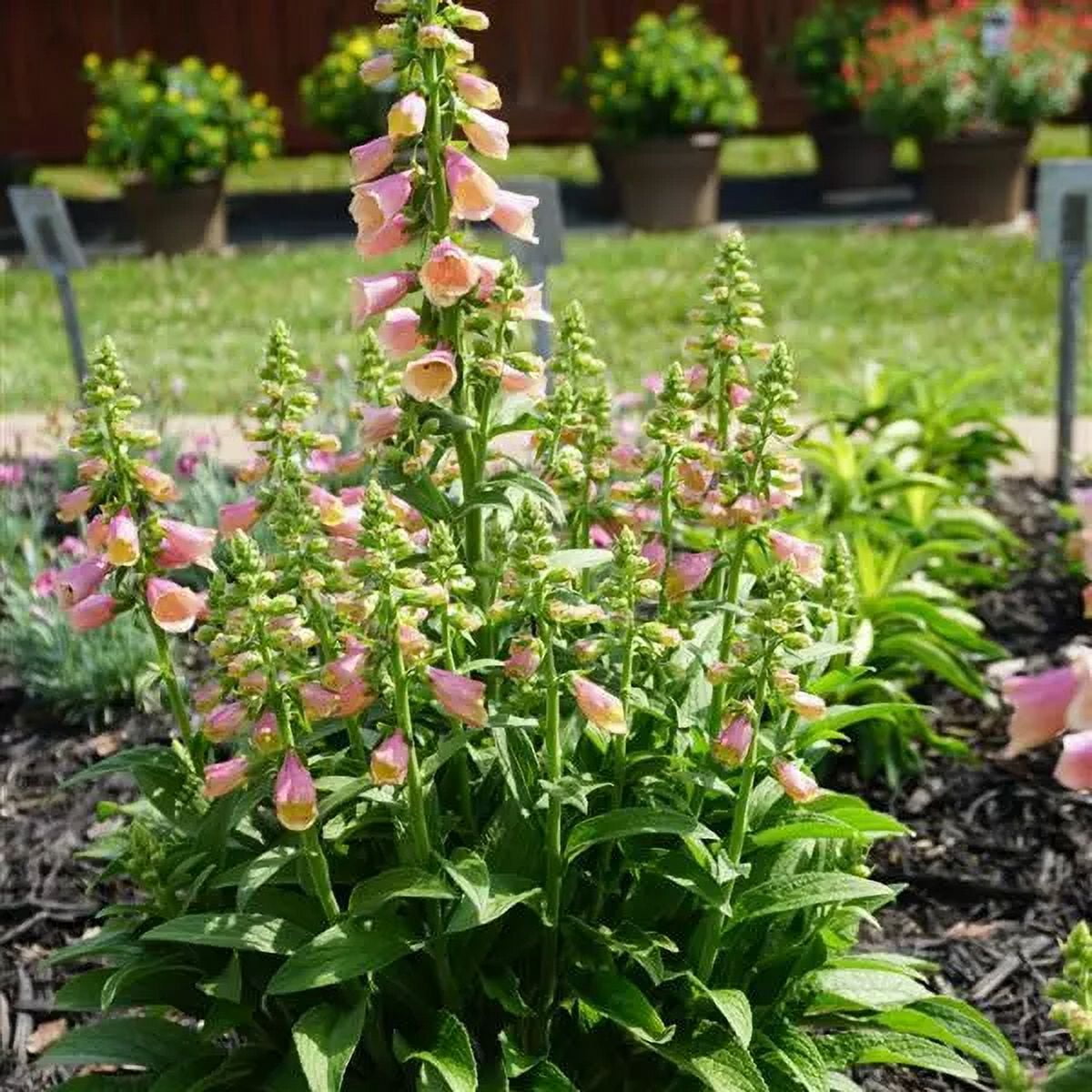 Expert Gardener 2.5 Quart Multicolor Digitalis Foxglove Perennial Outdoor Live Plants Partial Sun