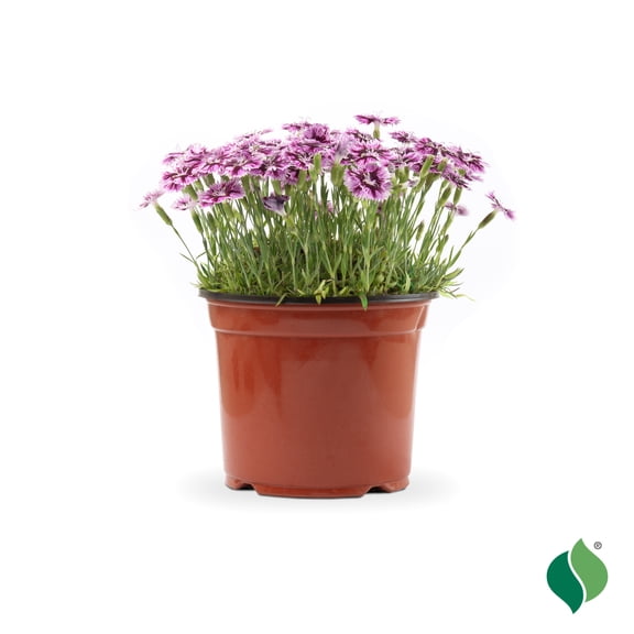 1 Gallon Dianthus EverBloom™ 'Raspberry Jam'