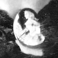 thumbnail image 4 of 24"x36" Gallery Poster, Mary Todd Lincoln, 4 of 4
