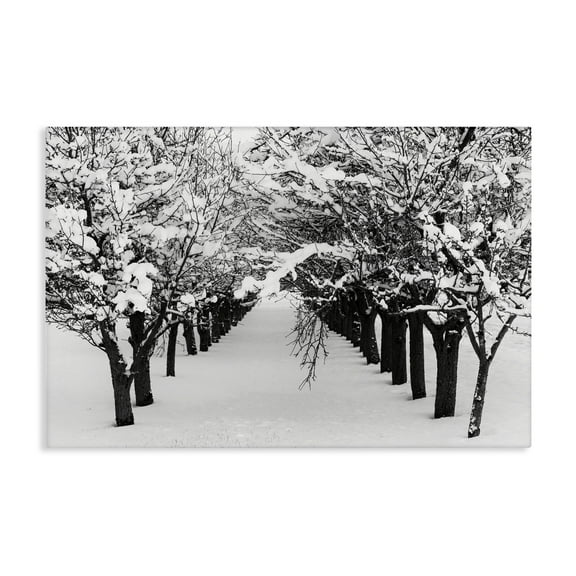 Stupell Industries Winter Tree Pathway Landscape & Nature Photography Wrapped Canvas Art Print Wall Art, 24 x 16