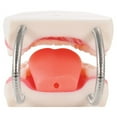 thumbnail image 4 of Kaplan Early Learning Company Healthy Smiles Dental Model, 4 of 6