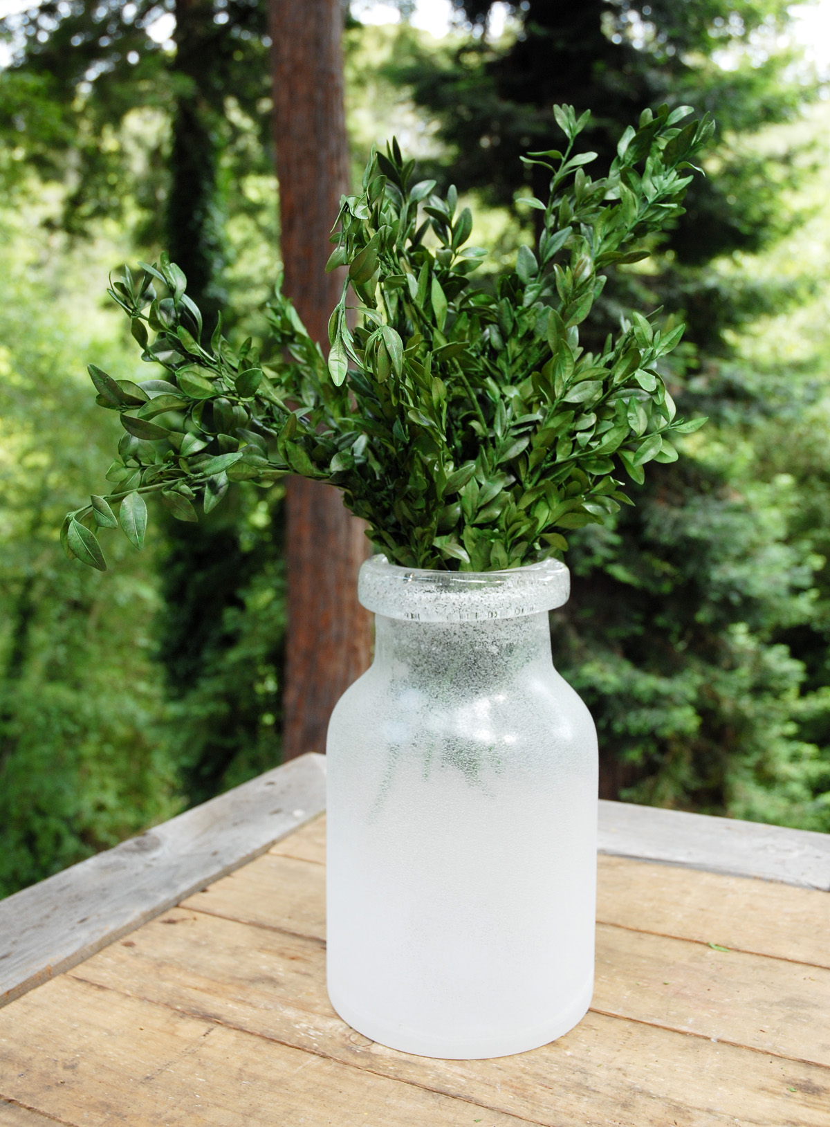 Preserved Boxwood Bundle 5oz Bundle of Preserved Boxwood Branches Dyed